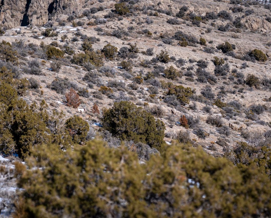 An English Setter points chukar in Utah.