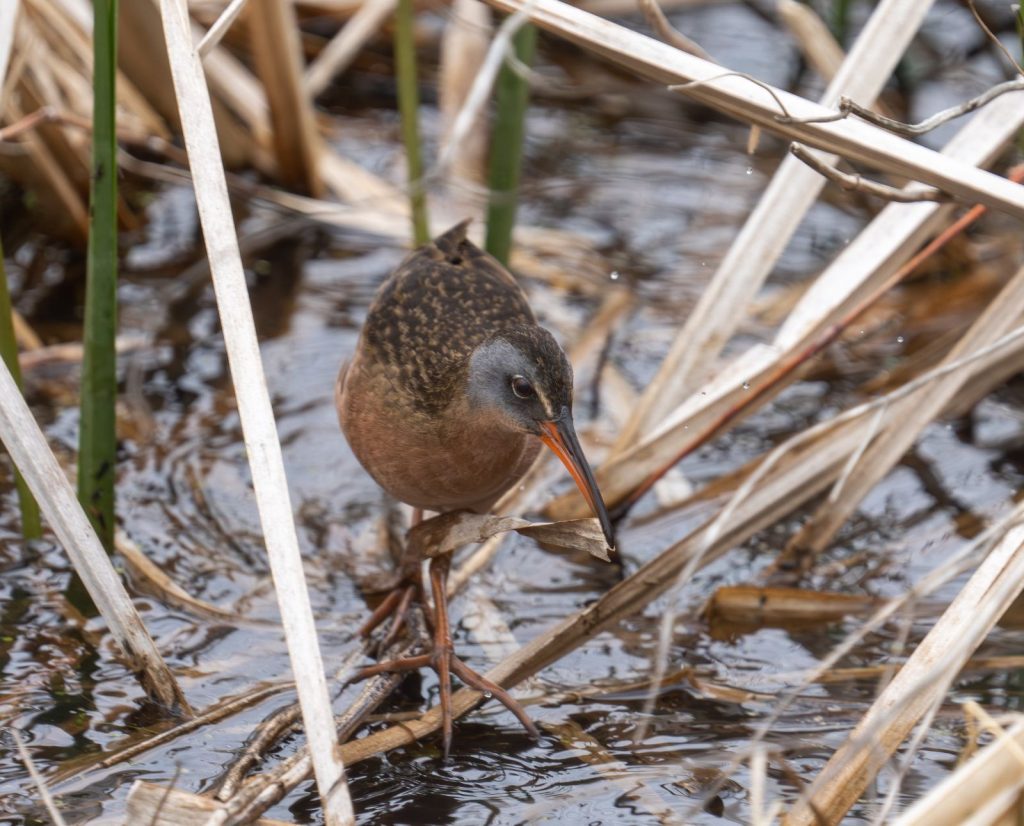 A marsh hen (more specifically, a Virginia rail) picks its way through flooded grasses.