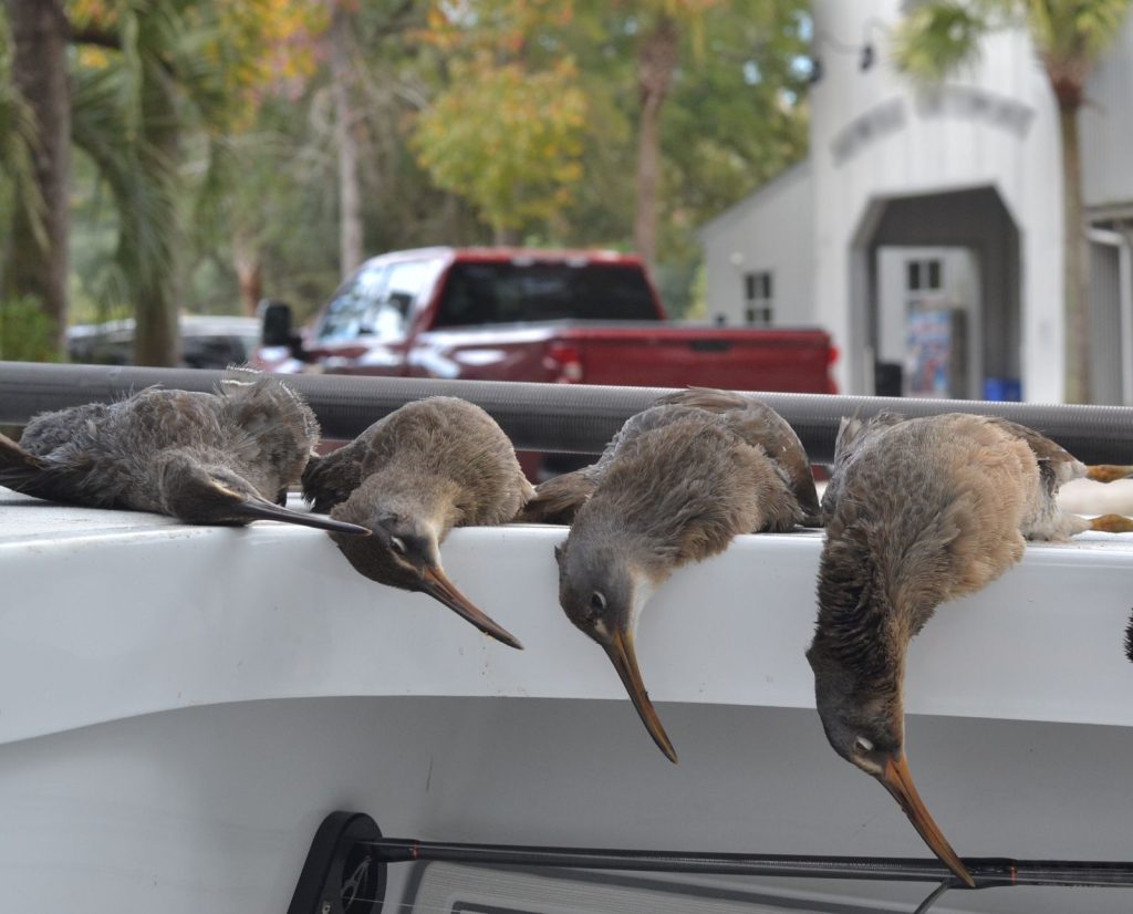Marsh hens resting on the boat at the boat launch with palm trees in the background in South Carolina.