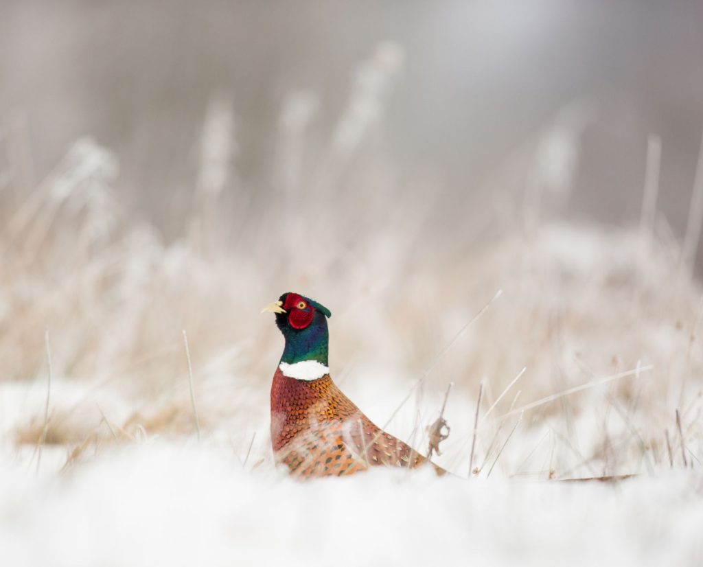 A rooster pheasant stands in fresh snow.