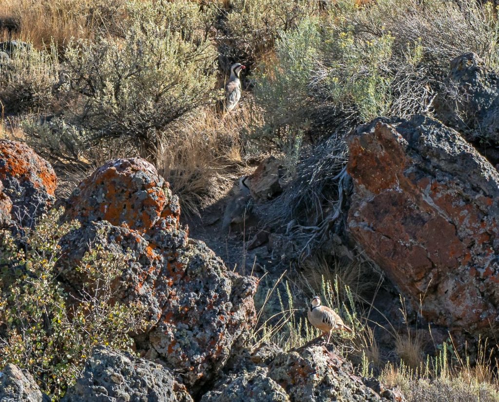 Two alert chukar in chukar habitat.