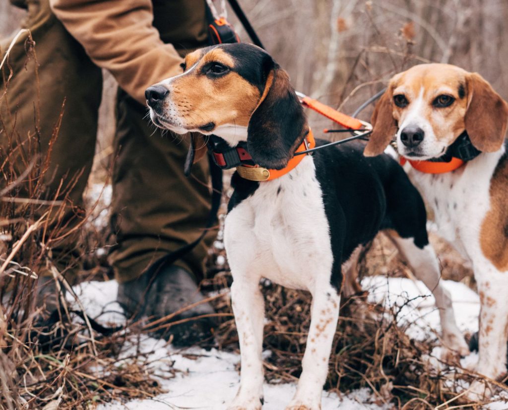 Two rabbit hunting hound dogs are released from a leash by a hunter.