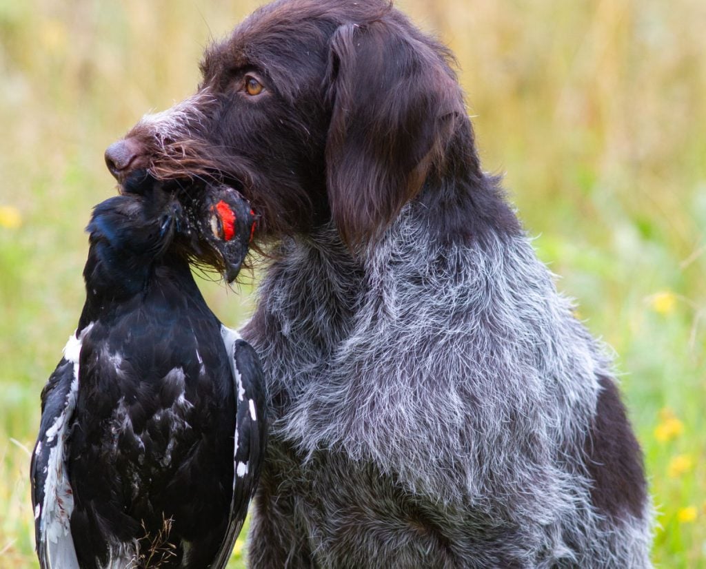 Deutsch-Drahthaar retrieves a bird