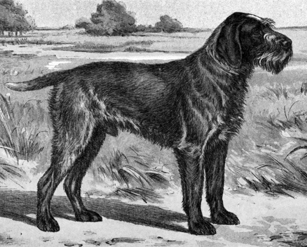 Historic image of a Deutsch-Drahthaar