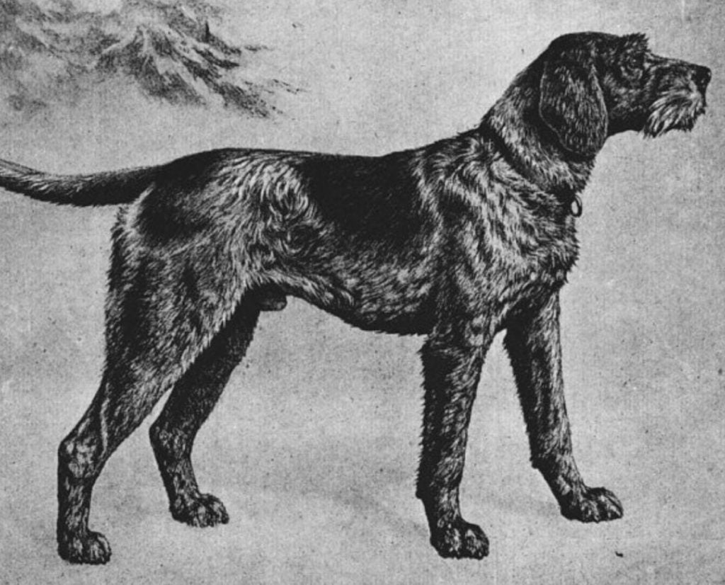 Historic drawing of a German Wirehaired Pointer