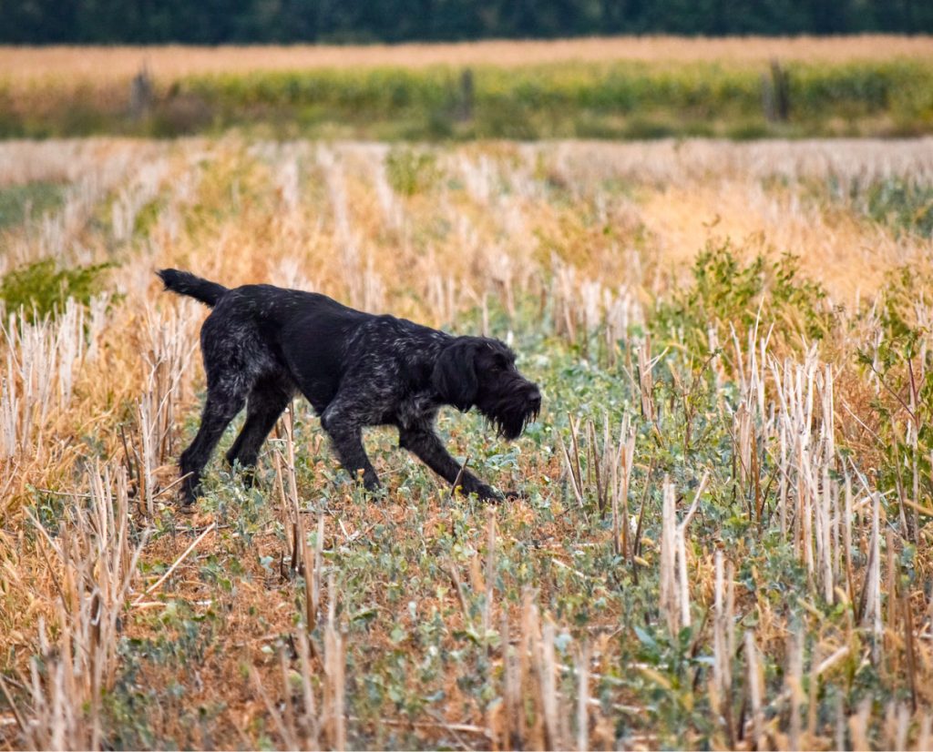 A Deutsch-Drahthaar on point