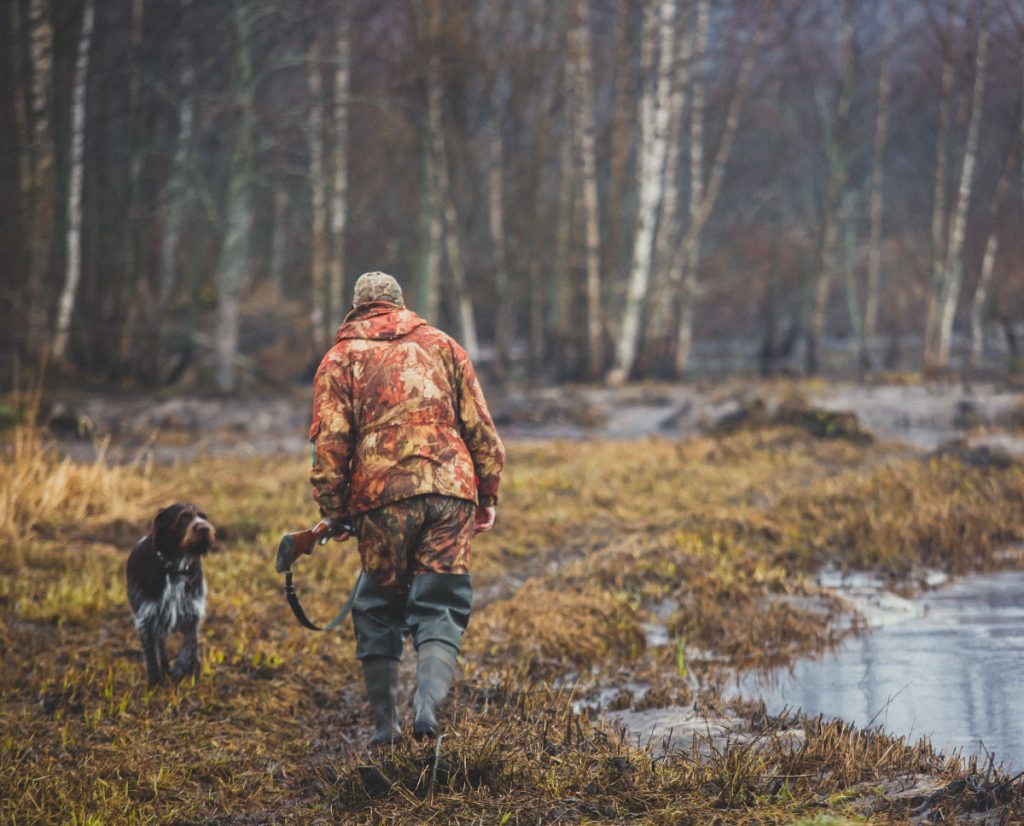 Hunting with a Deutsch-Drahthaar