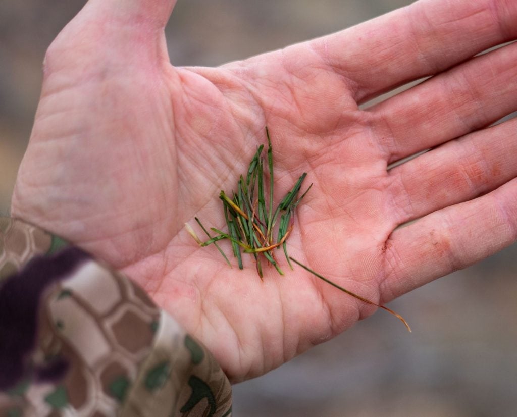 Crop contents of a shot chukar are a good example of pre-formed water.