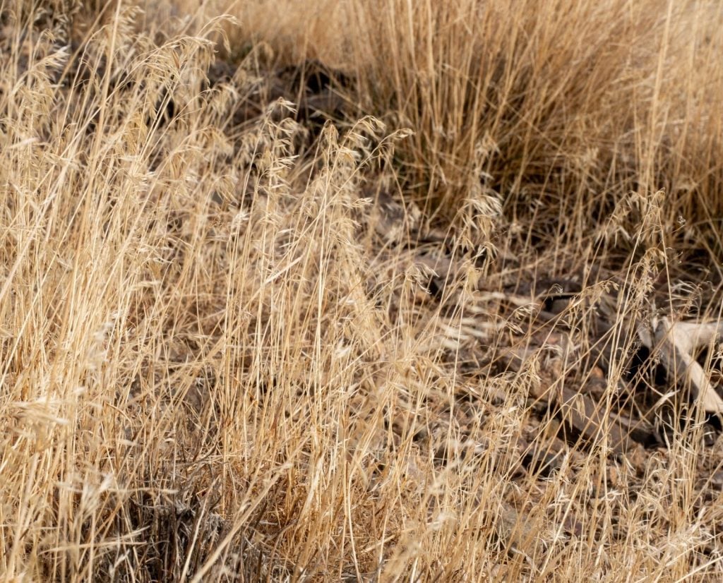 Dried-out cheatgrass that has gone to seed.