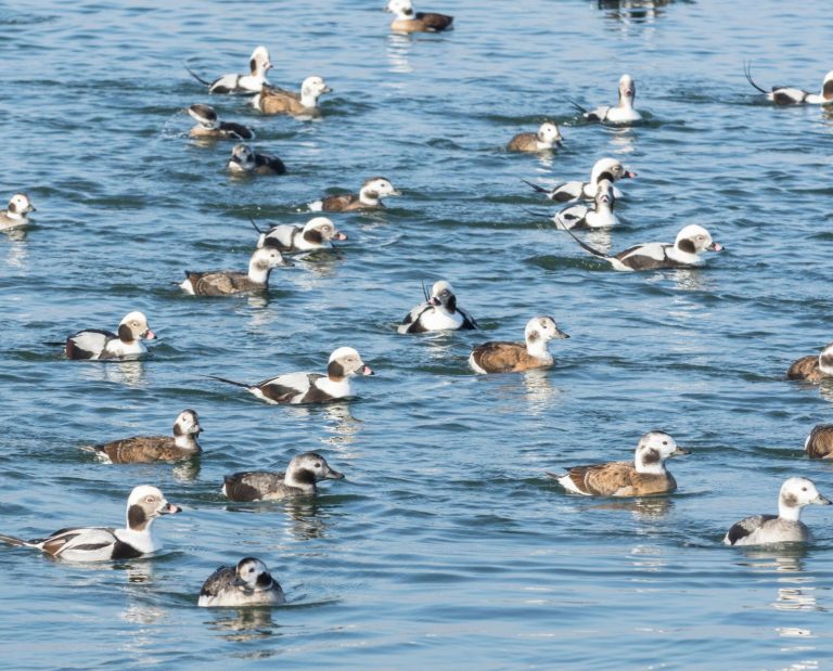 A flock of long-tailed ducks bobs in the water out of the wind near shore.