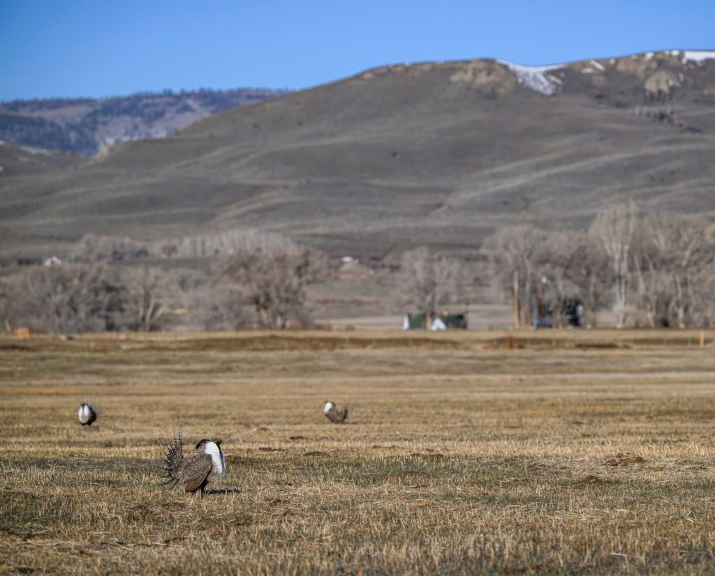 Gunnison sage-grouse on a lek on private land in Colorado.