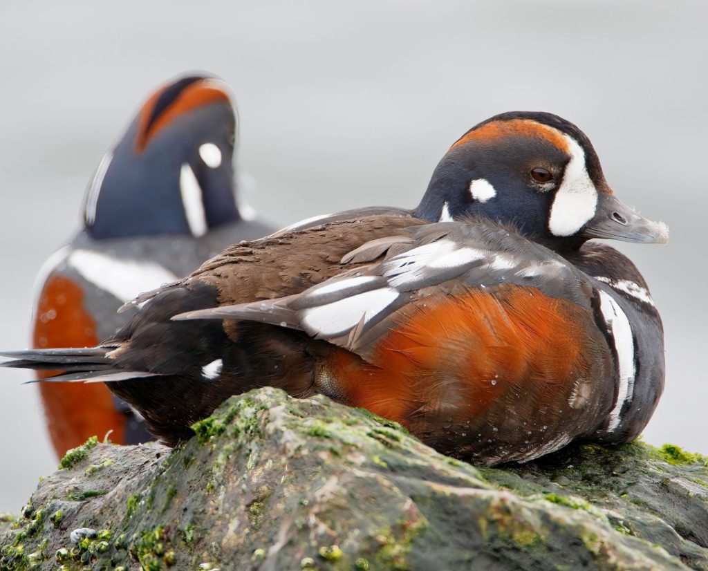 A male harlequin duck rests on a rocky jetty in Barnegat Bay, New Jersey.