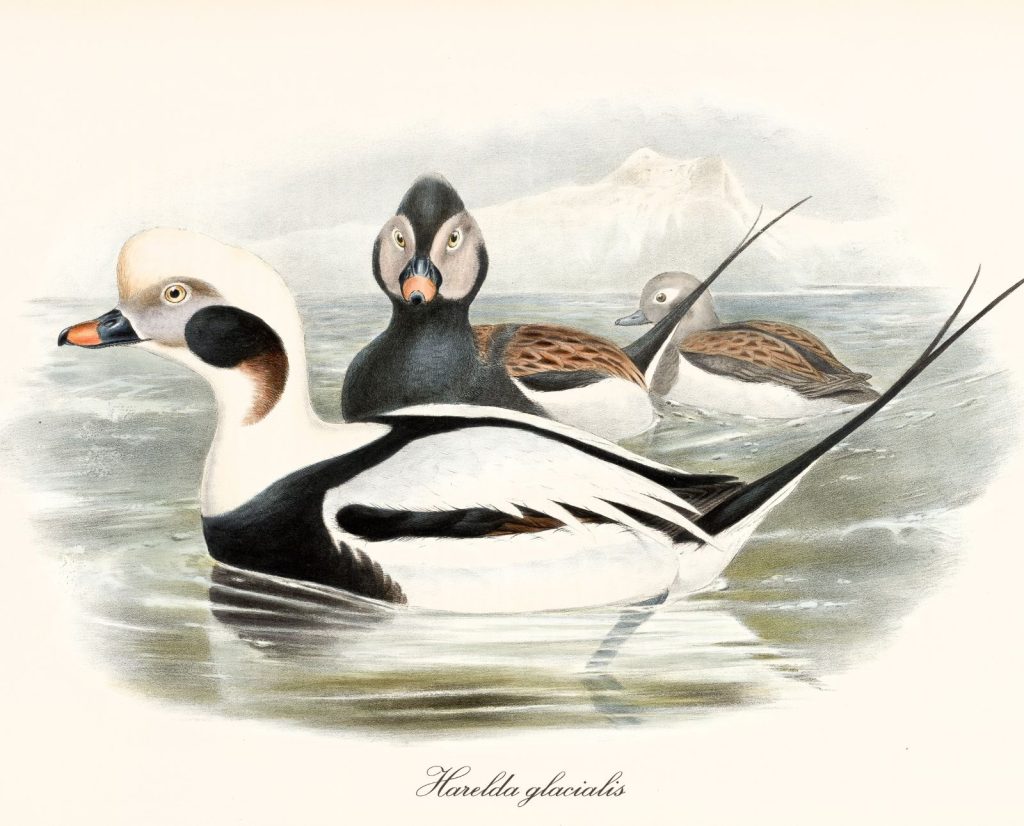 An illustration of three long-tailed ducks with icebergs in the background.