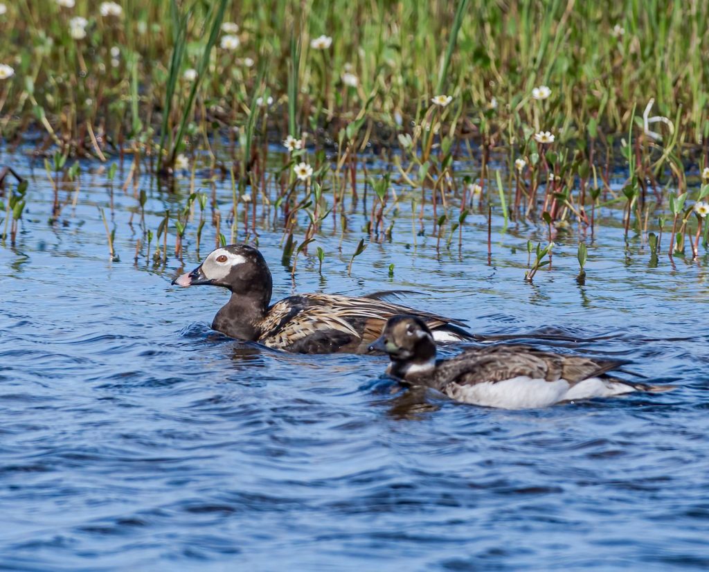 Two long-tailed ducks swim in a coastal area near plants and habitat.