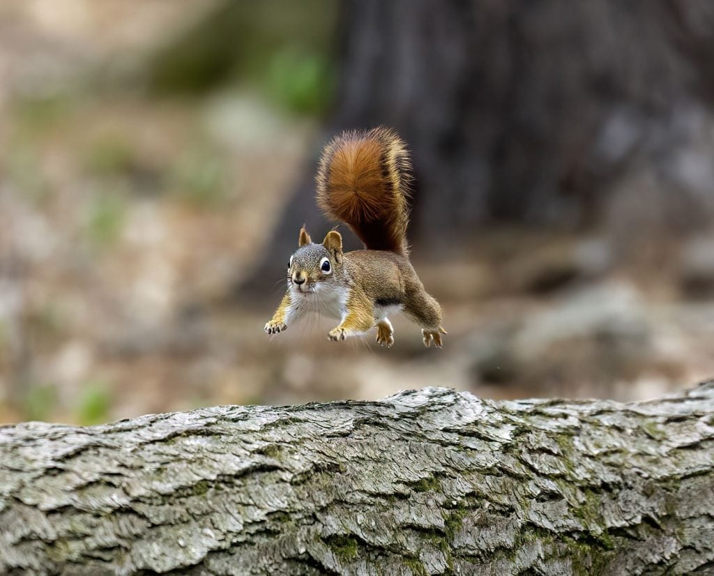 A pine squirrel jumps over a log.