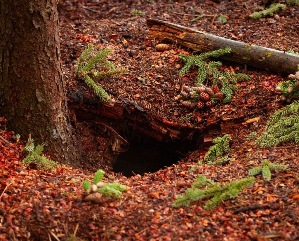 A pine squirrel midden surrounded by pine cones and spruce trees.
