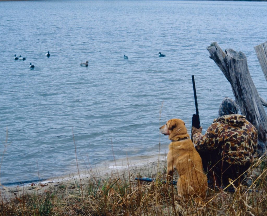 A man hunts ducks with his labrador retriever with a simple decoy setup and not a lot of camouflage.