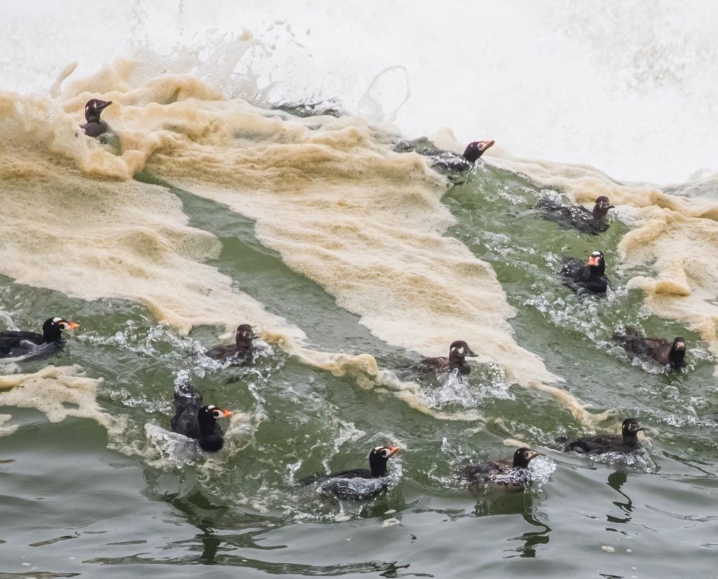 A raft of surf scoters and white winged scoters catch a cresting wave in the ocean.