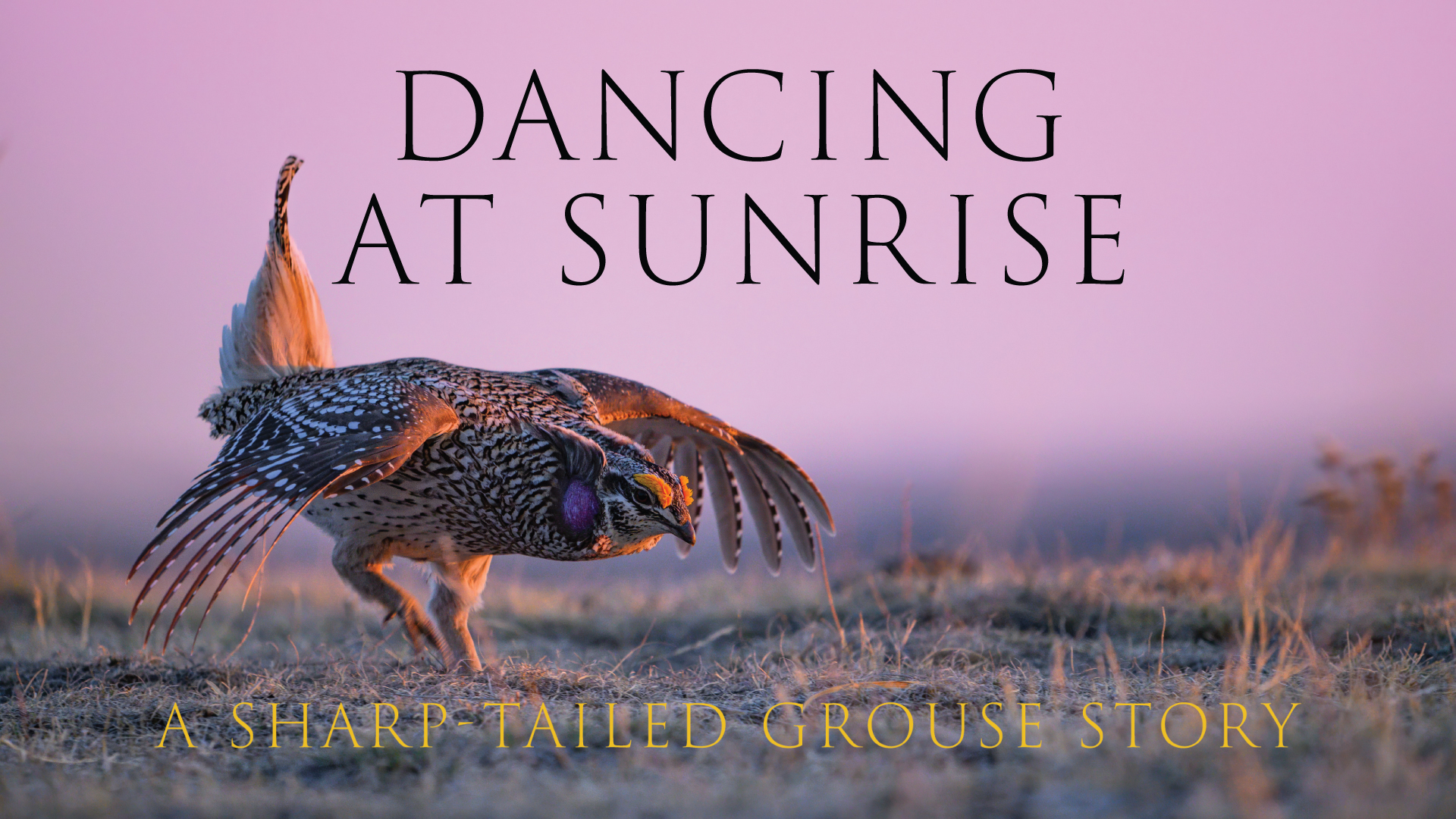 Video cover for Dancing at Sunrise