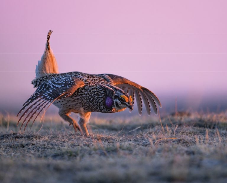 A sharp-tailed grouse dances on a lek at sunrise.