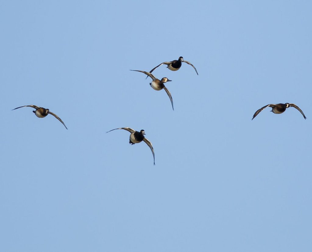 A small flock of ring-necked ducks in flight.