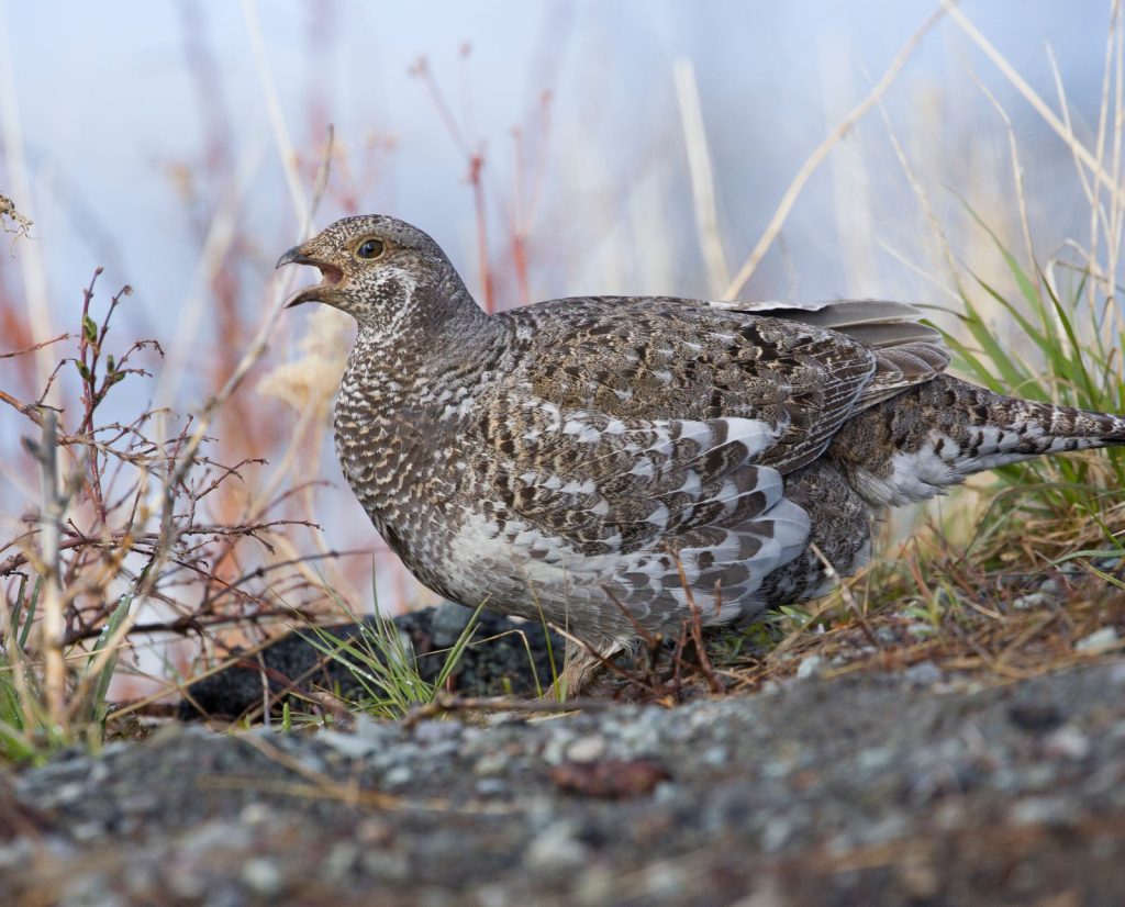 A female dusky grouse calls from the ground.