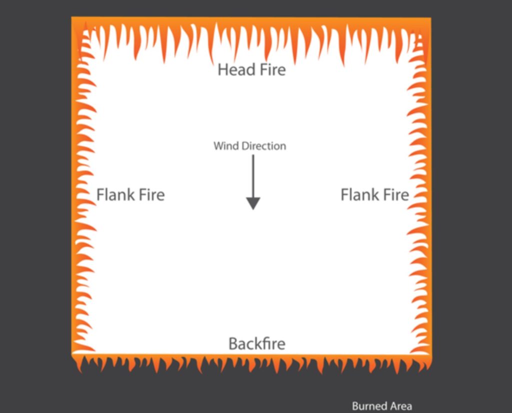An illustration of a ring-head fire prescribed burn.