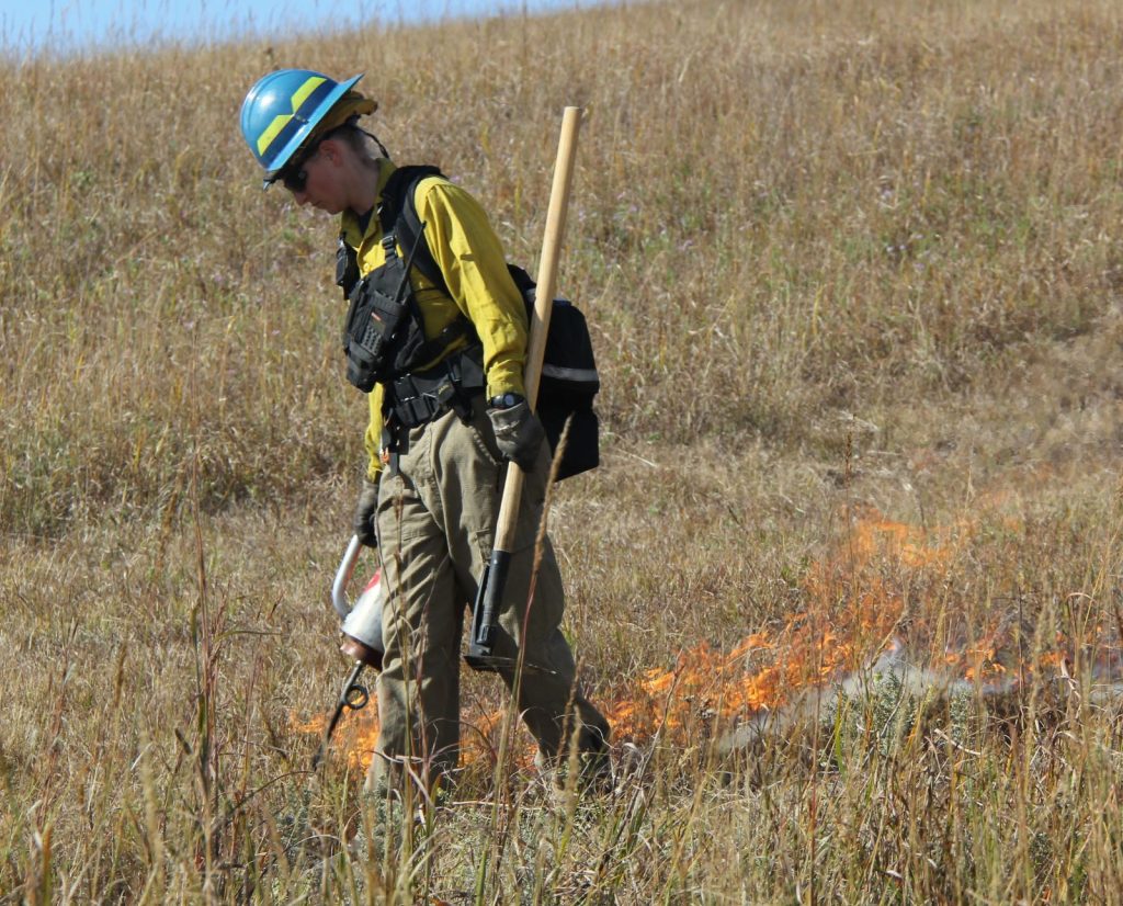 A firefighter wearing Nomex clothing and PPE carries a drip torch and hand tools while conducting a controlled burn.