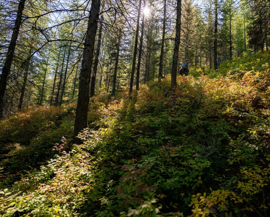 A man hunts spruce grouse on a mountain in Montana.