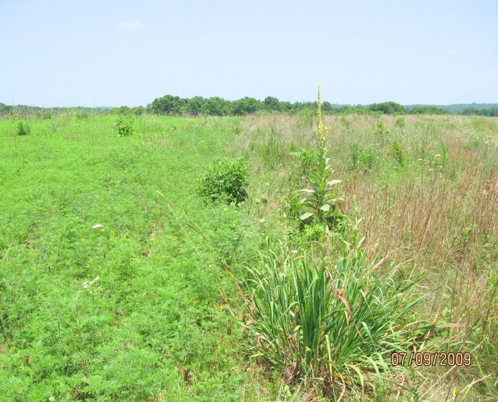 An burned area on the left side of the image and an unburnt prairie on the right hand side.
