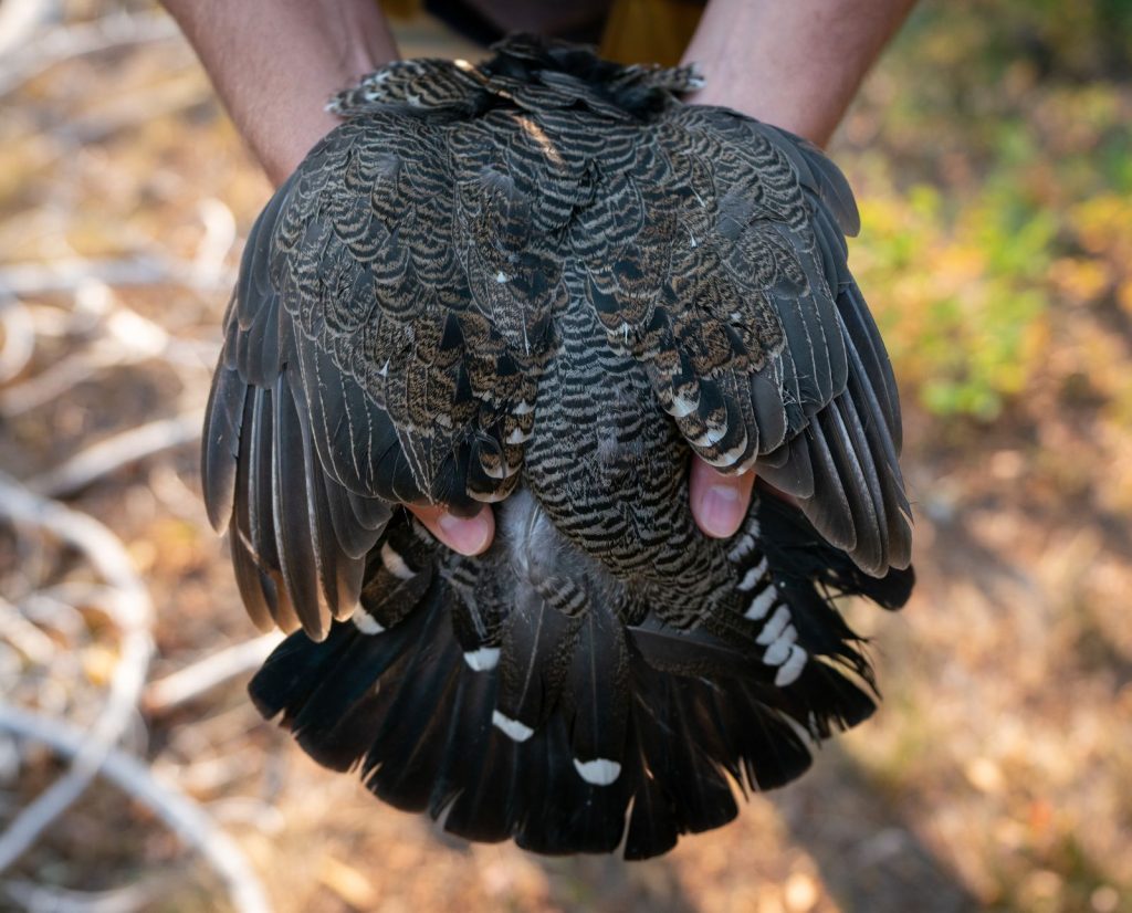 A man holds a male spruce grouse.