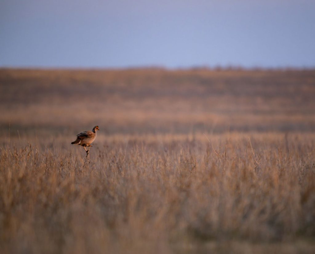 A prairie chicken sitting on a perch overlooking a tall grassland.