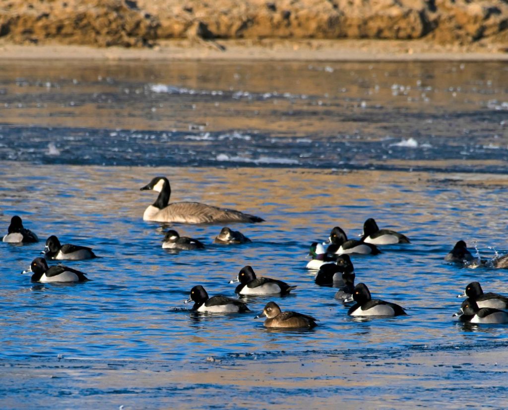 Male and female ring-necked ducks hanging out with a Canada goose and some bufflehead ducks.