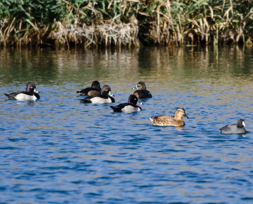 Ring-necked ducks hanging out with a hen mallard and an American coot near the shoreline.