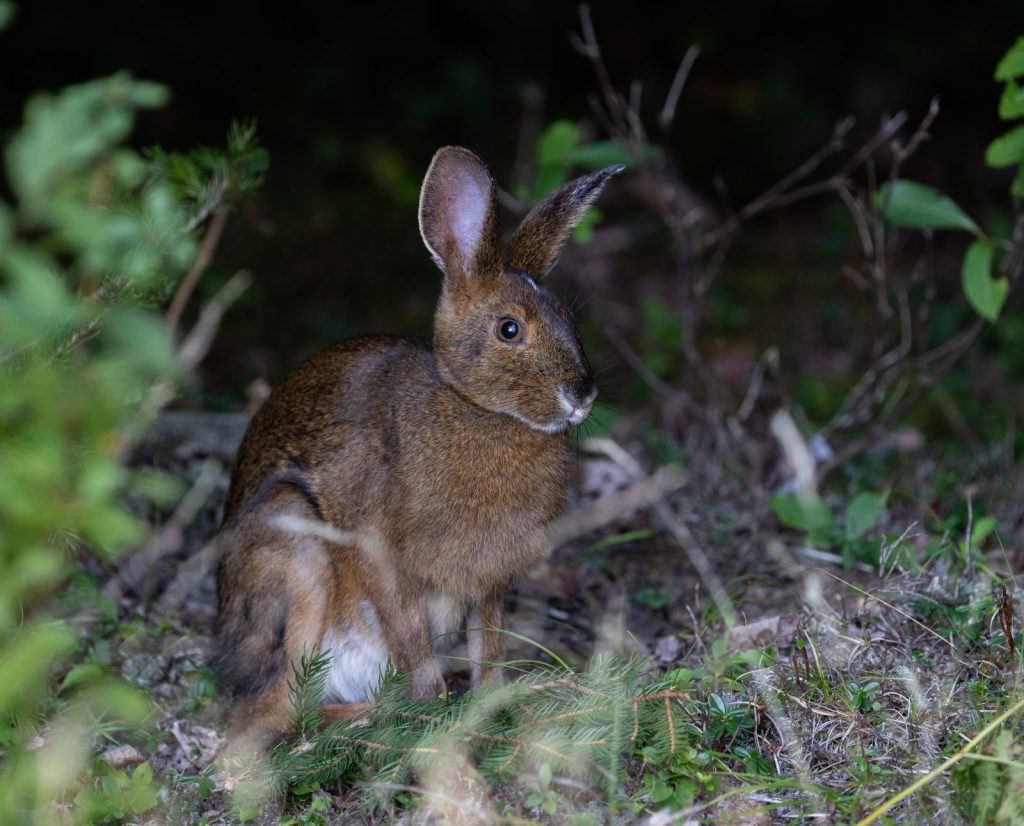 A snowshoe hare sits in a bush at nighttime during the summer.
