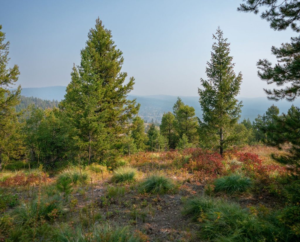 Conifers and various grasses and forbs that make up spruce grouse habitat in Montana.