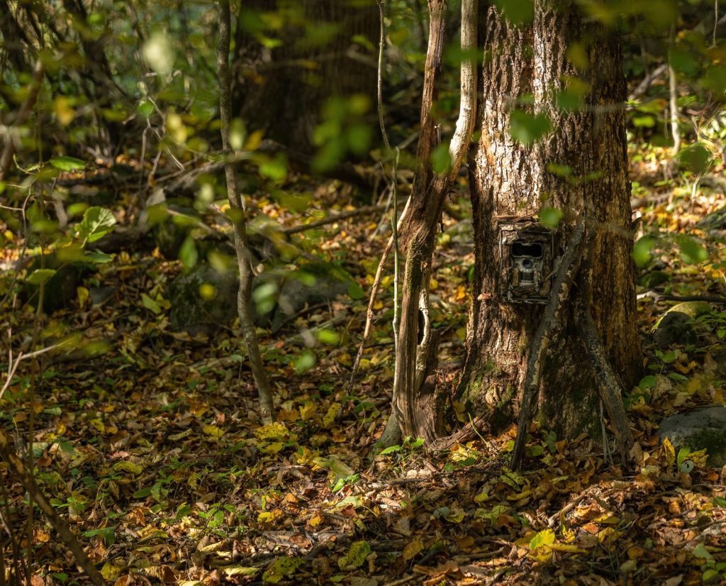 A trail camera mounted to a tree mounted at a rabbit's eye level.