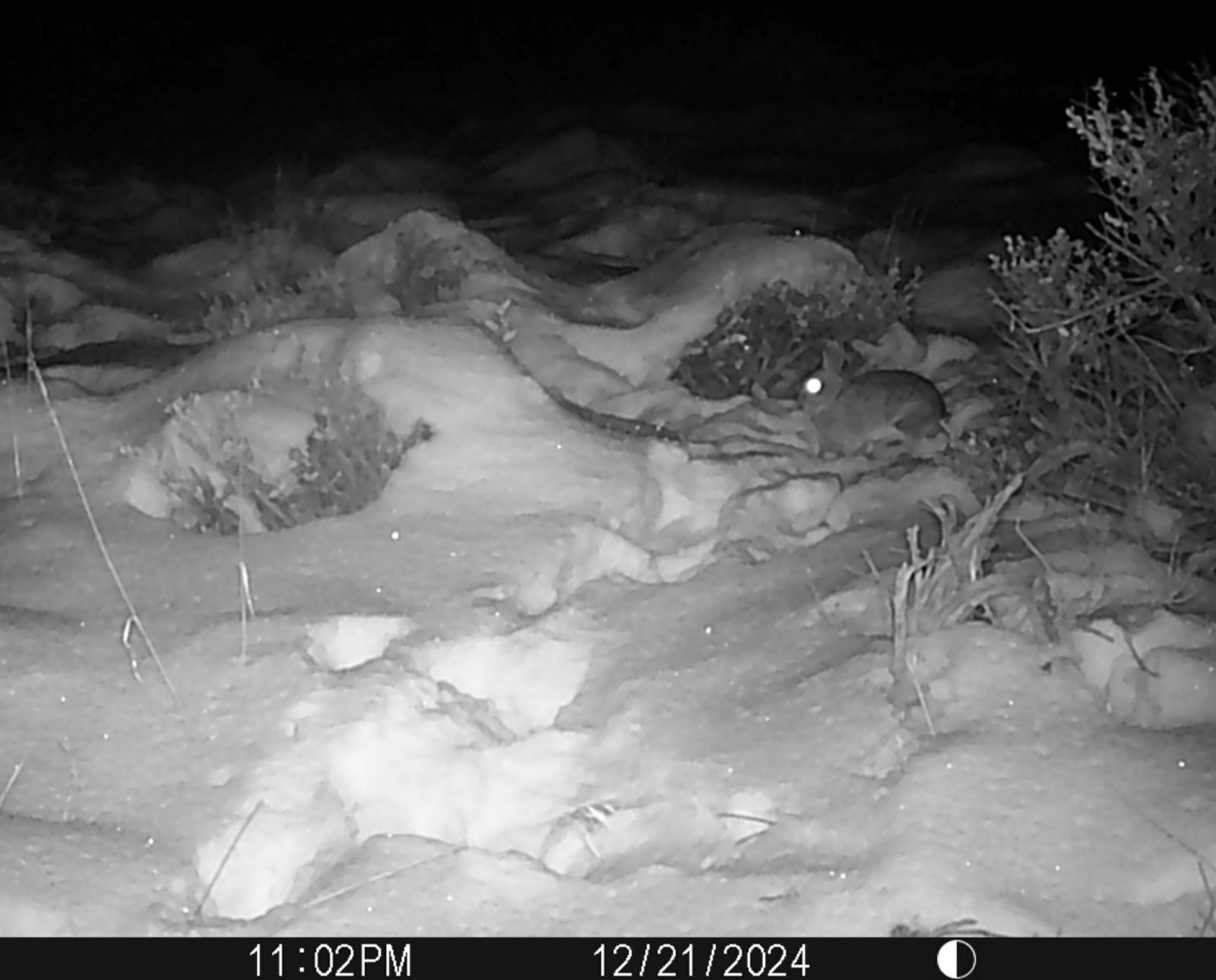 How to Use Trail Cameras for Rabbit and Snowshoe Hare Hunting - Project ...