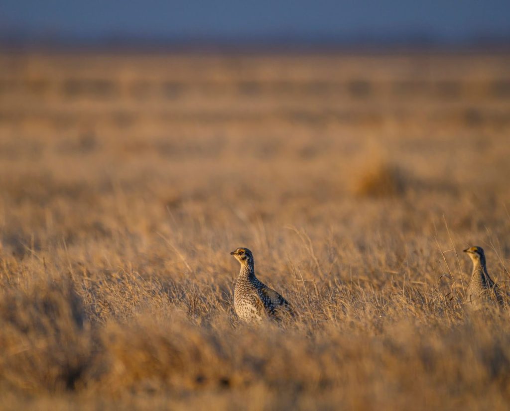 Two sharp-tailed grouse hens standing in a grassland.