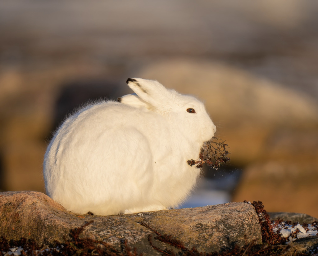 An arctic hare eats a plant while sitting on a rock.