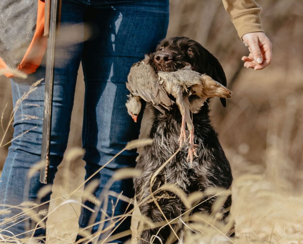A German Wirehaired Pointer retrieves a chukar during an AKC Master Hunter test.