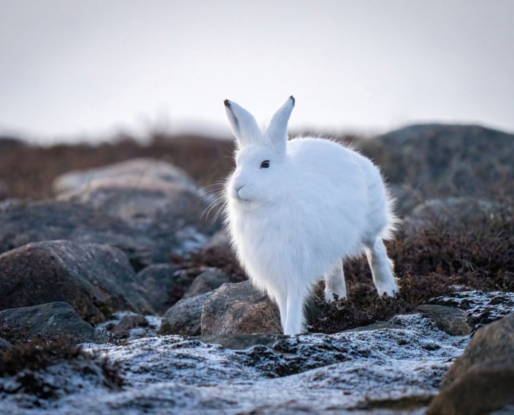 An arctic hare hops through its habitat with plants and rocks.