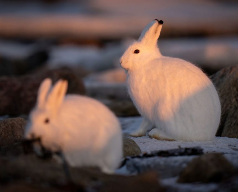 Two arctic hares sit in a rock pile eating plants at sunset.
