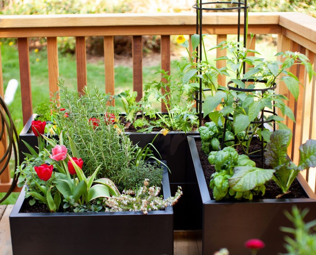 A container vegetable garden with tomatoes, basil, rosemary, and lettuce.
