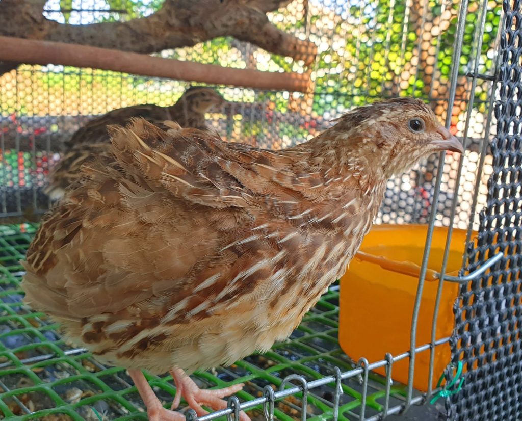 A coturnix quail in a backyard homestead.