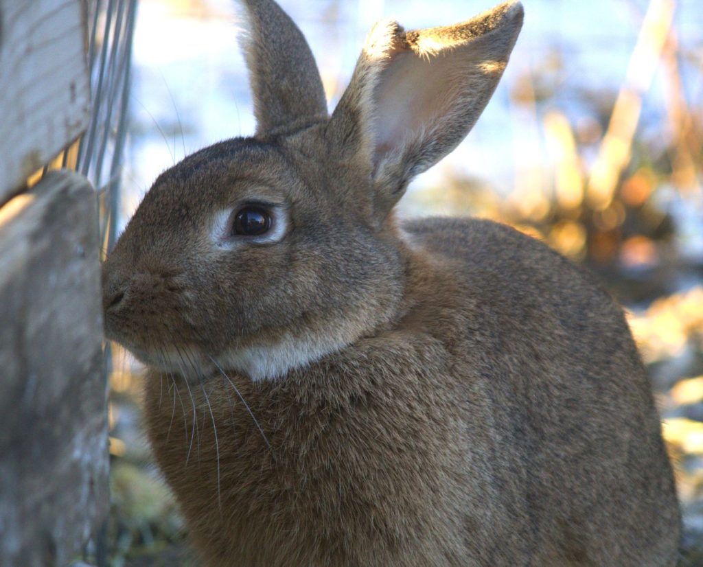 A brown meat rabbit is outside in a hutch on a homestead.