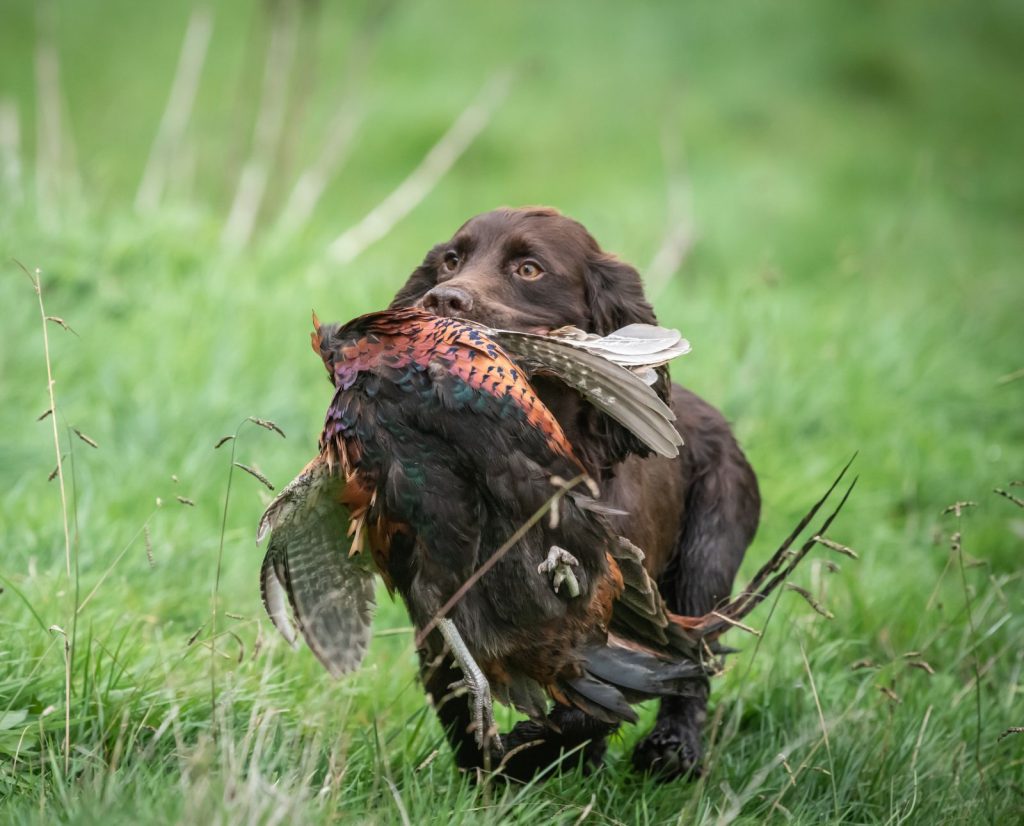 A cocker spaniel retrieves a rooster pheasant while upland hunting in New Zealand.