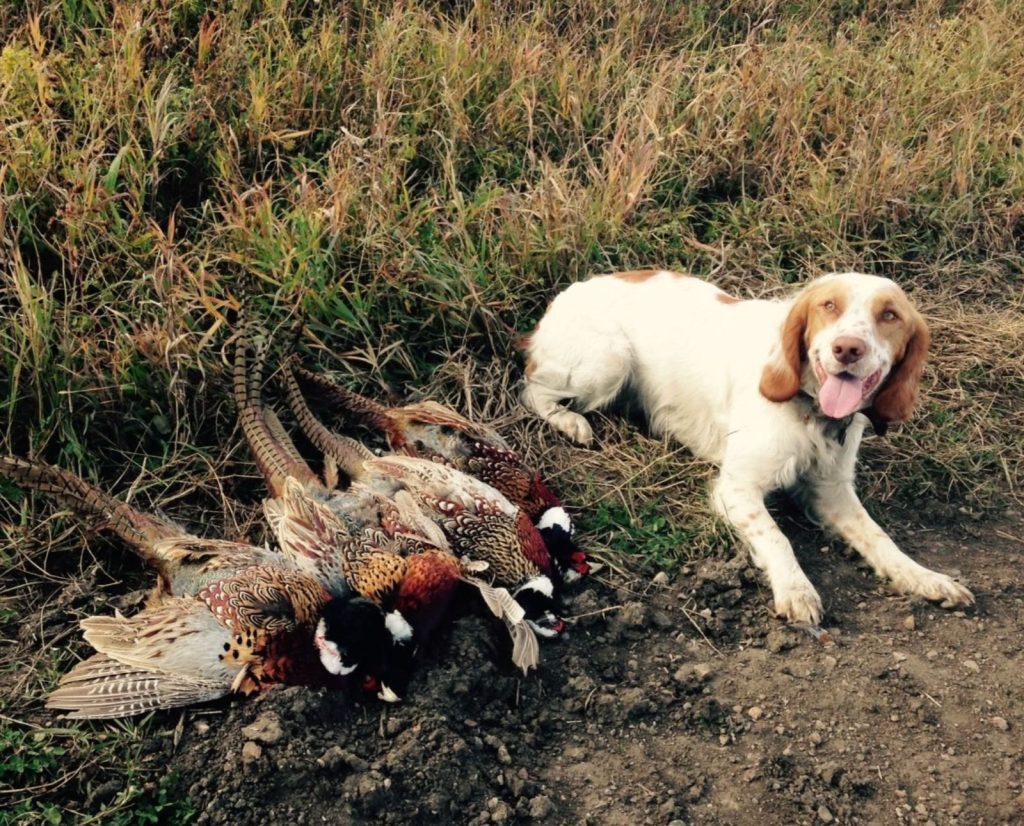 A Deutscher Wachtelhund with a limit of ring-necked pheasants after hunting in Alberta, Canada.