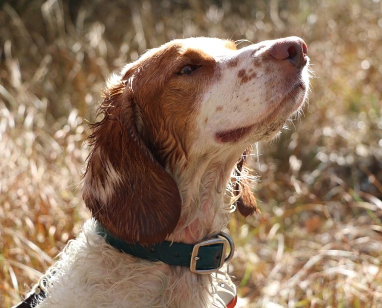 A rare Deutscher Wachtelhund hunting dog sniffing the air outside.