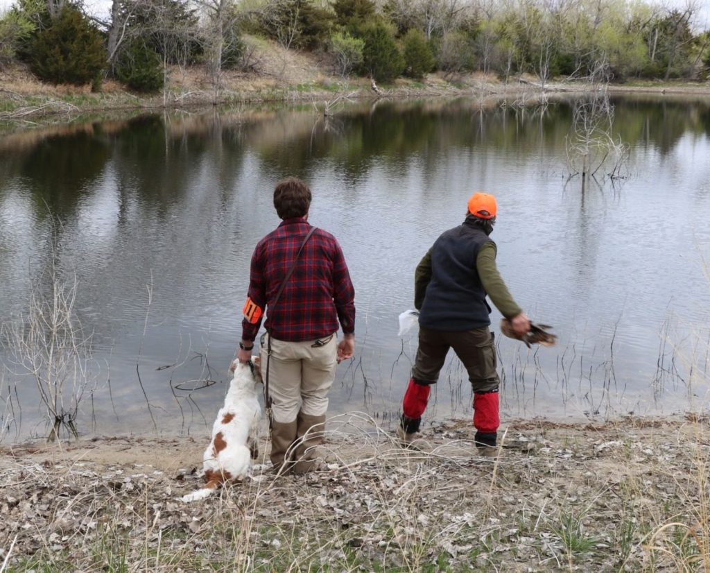 A Wachtelhund waits to retrieve a dead duck during a hunt test.